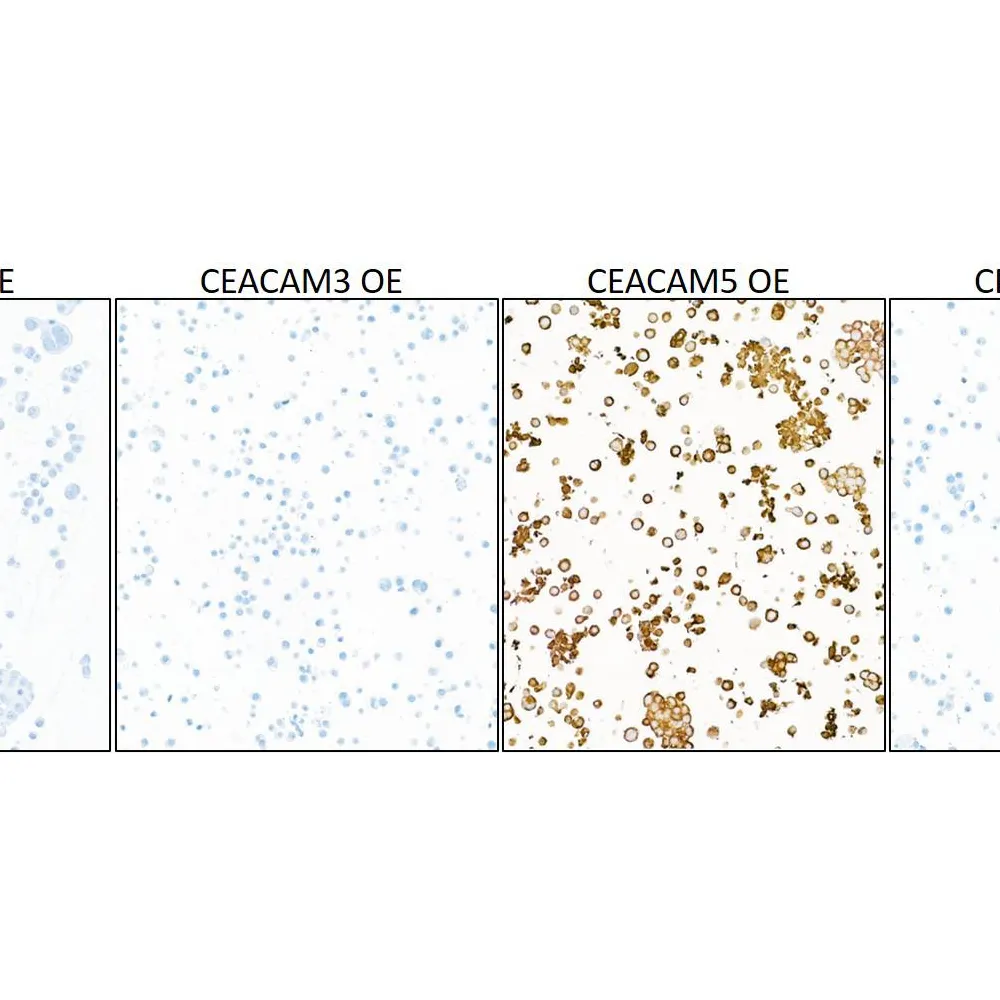 Rabbit anti-CEACAM5 Recombinant Monoclonal Antibody [BLR198J]
