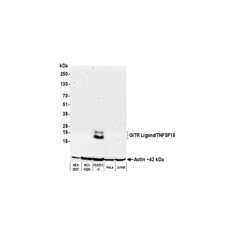 Rabbit anti-GITR Ligand/TNFSF18 Recombinant Monoclonal Antibody [BLR211K]