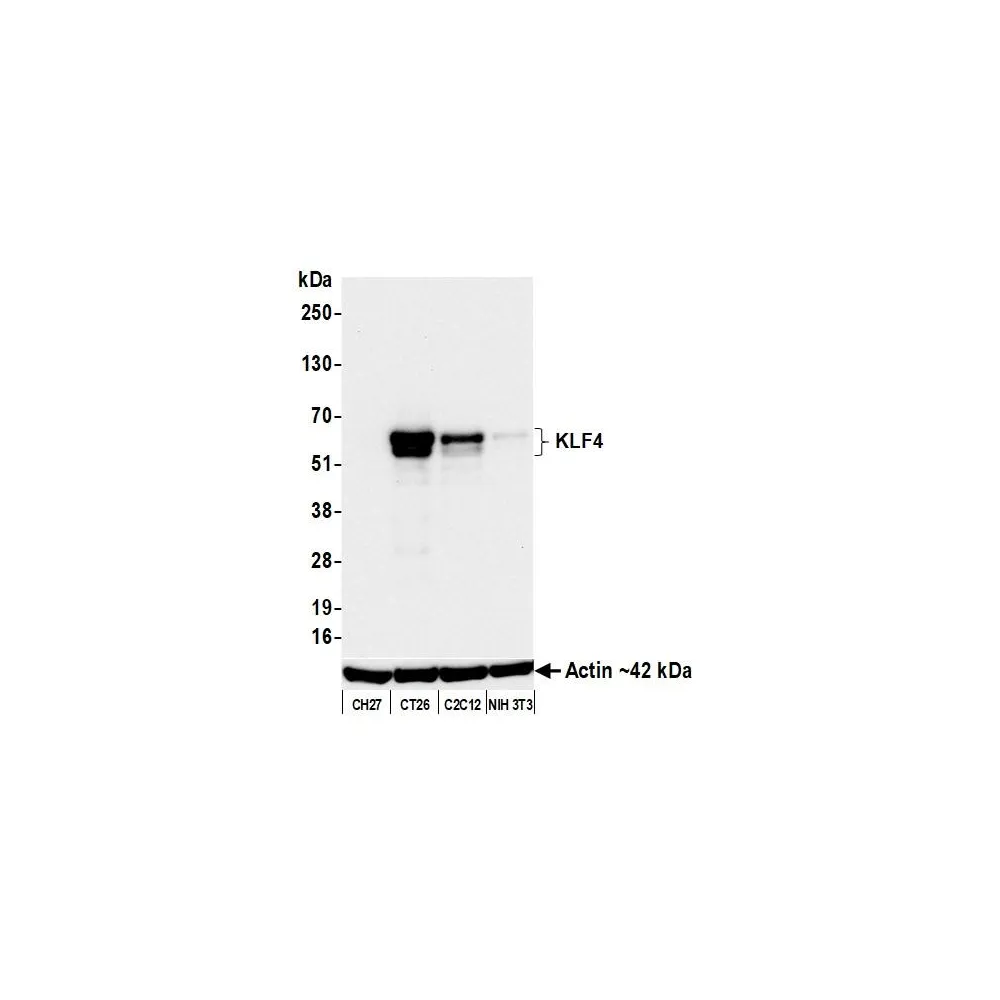 Rabbit anti-KLF4 Recombinant Monoclonal Antibody [BLR250L]
