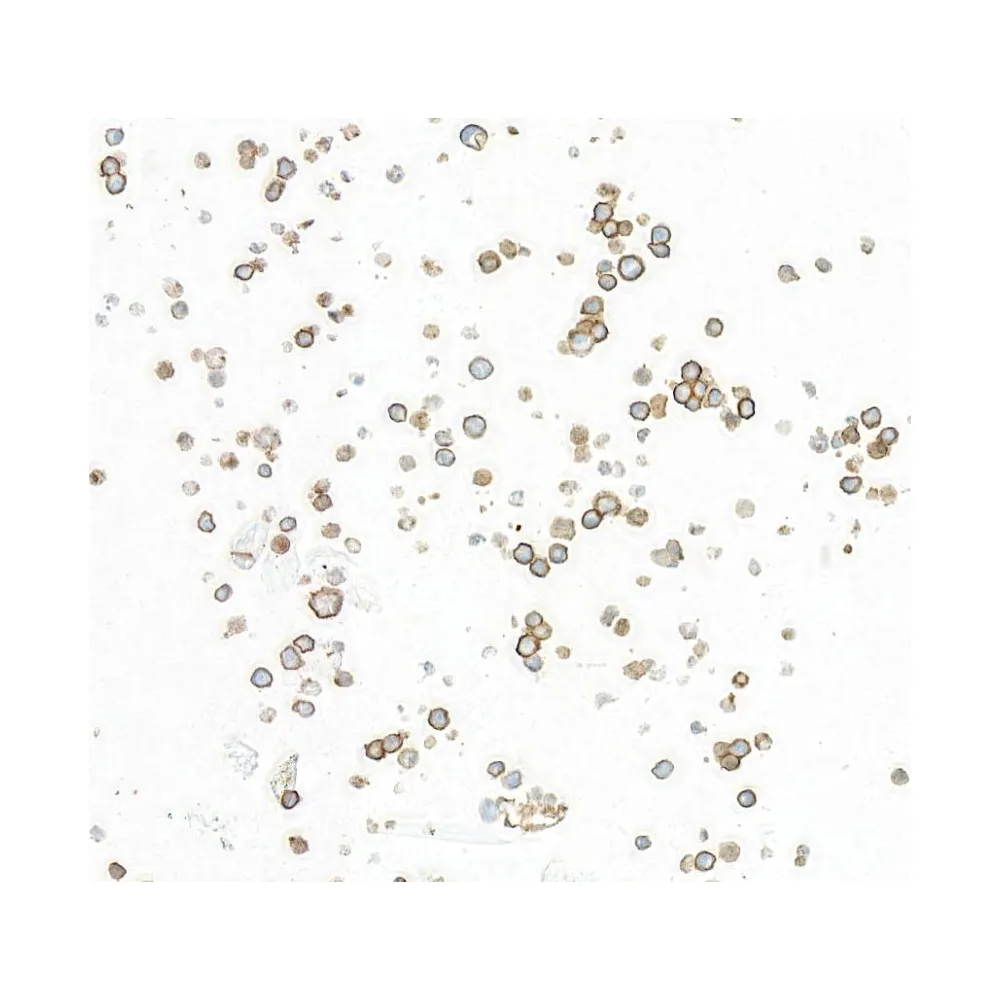 Rabbit anti-CD86 Recombinant Monoclonal Antibody [BLR255L]