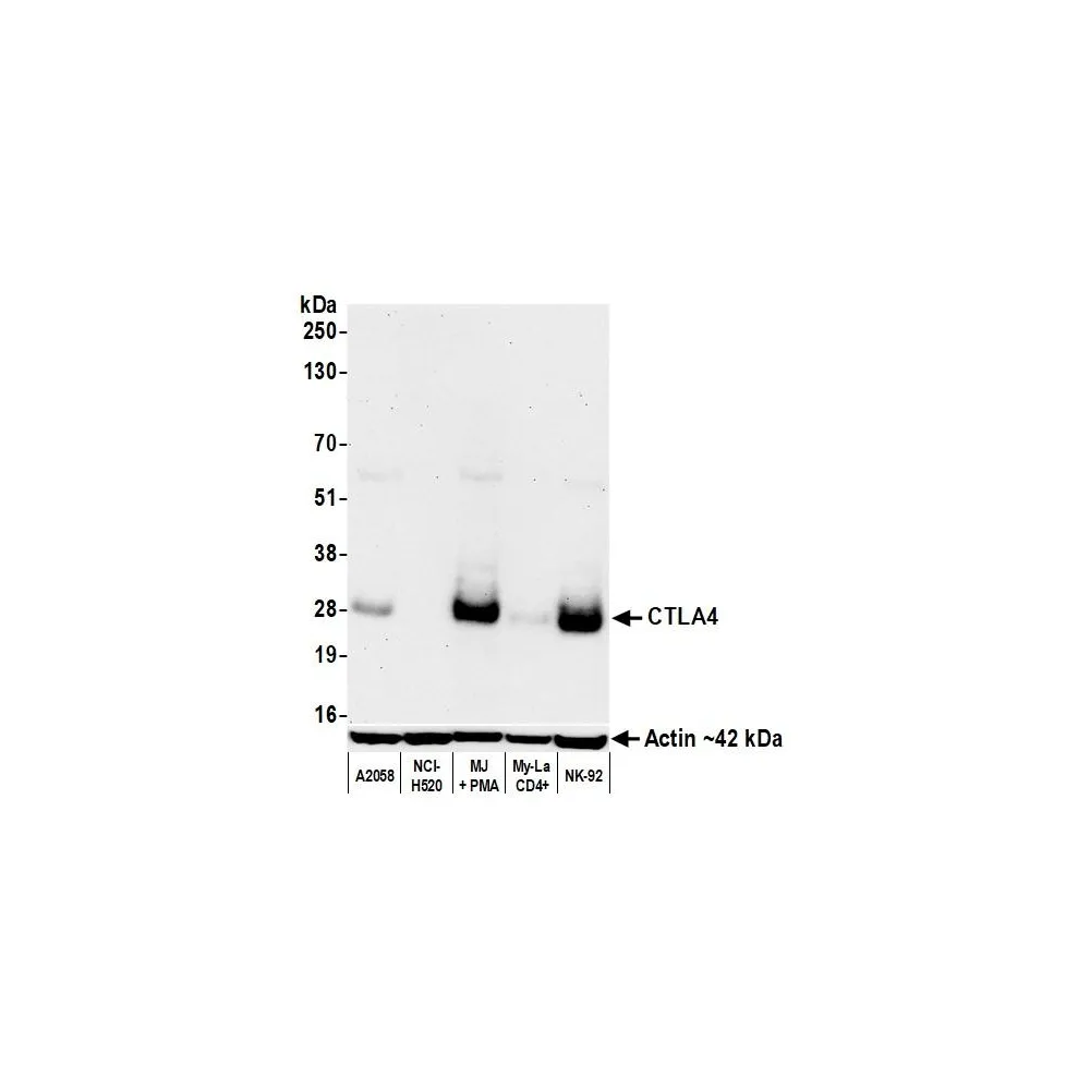 Rabbit anti-CTLA4 Recombinant Monoclonal Antibody [BLR257L]