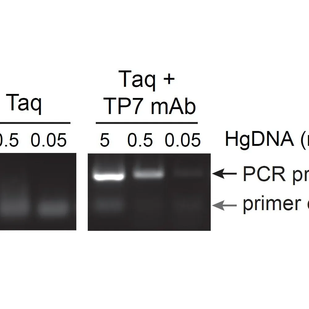 Mouse anti-Taq Polymerase Recombinant Monoclonal Antibody [TP7]