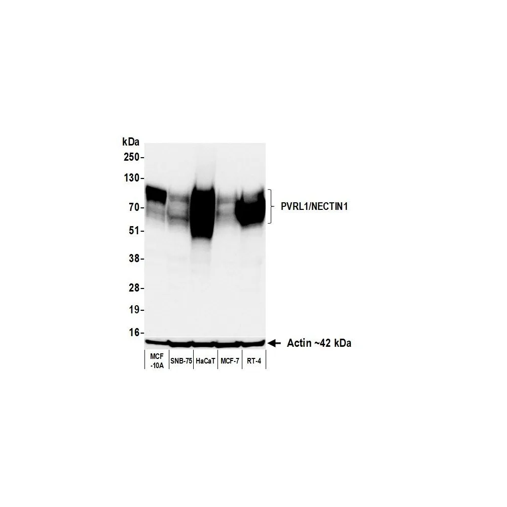 Rabbit anti-PVRL1/NECTIN1 Recombinant Monoclonal Antibody [BLR284L]