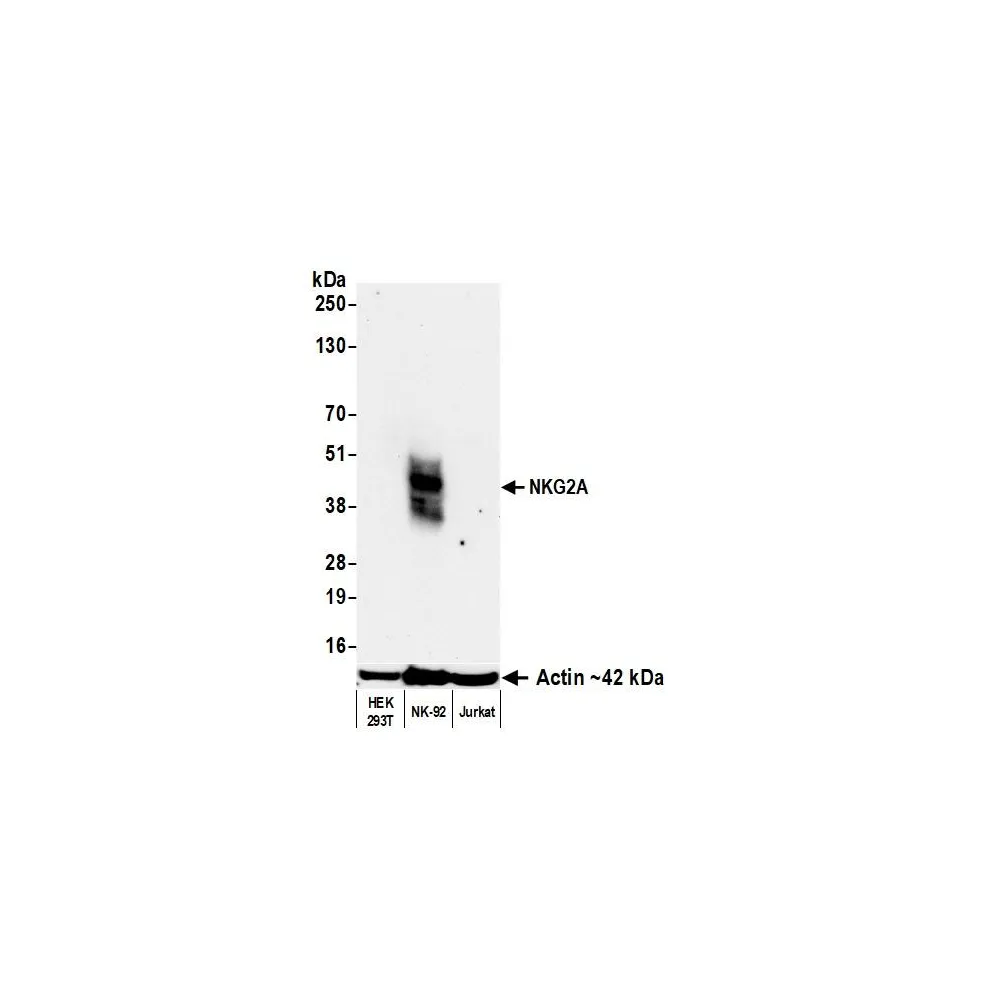 Rabbit anti-NKG2A Recombinant Monoclonal Antibody [BLR290L]