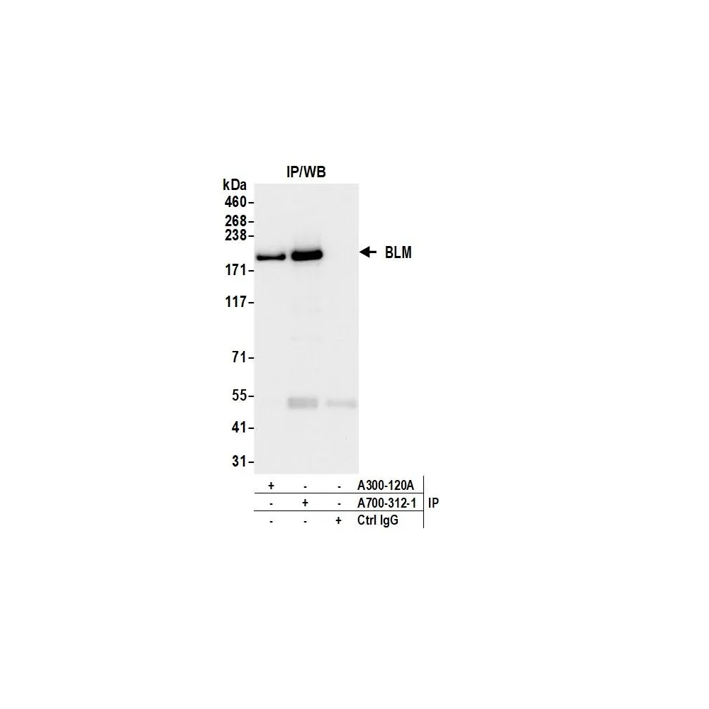 Rabbit antiM Recombinant Monoclonal Antibody [BLR312M]