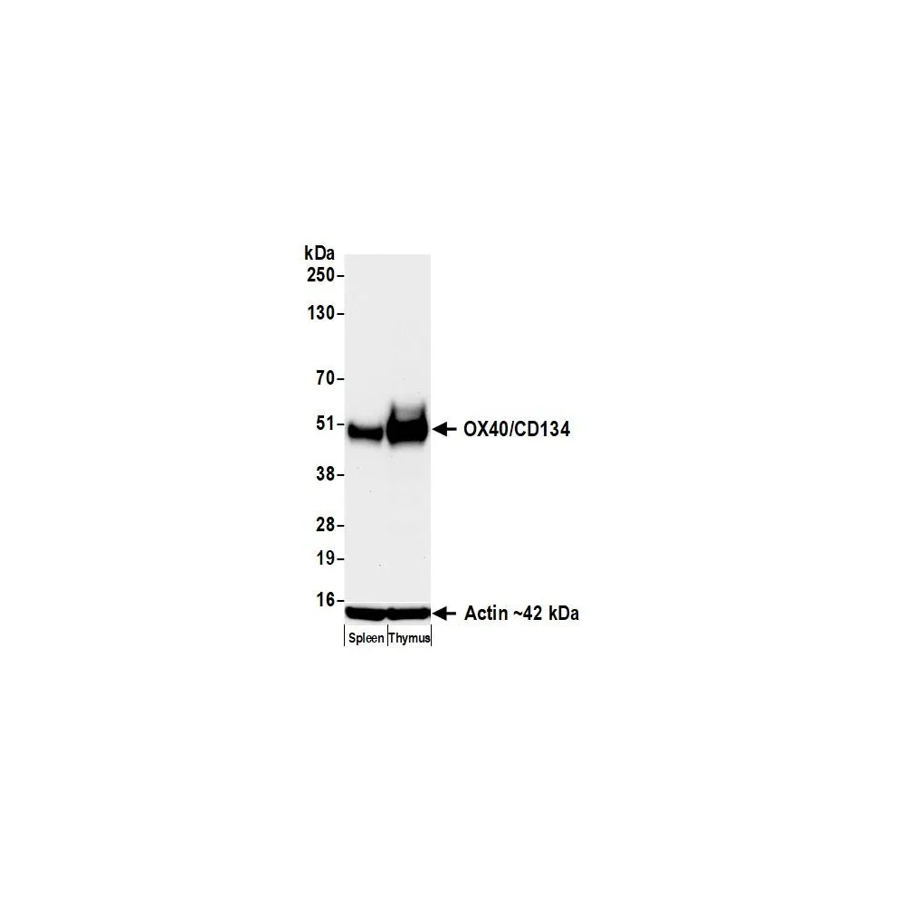 Rabbit anti-OX40/CD134 Recombinant Monoclonal Antibody [BLR314M]