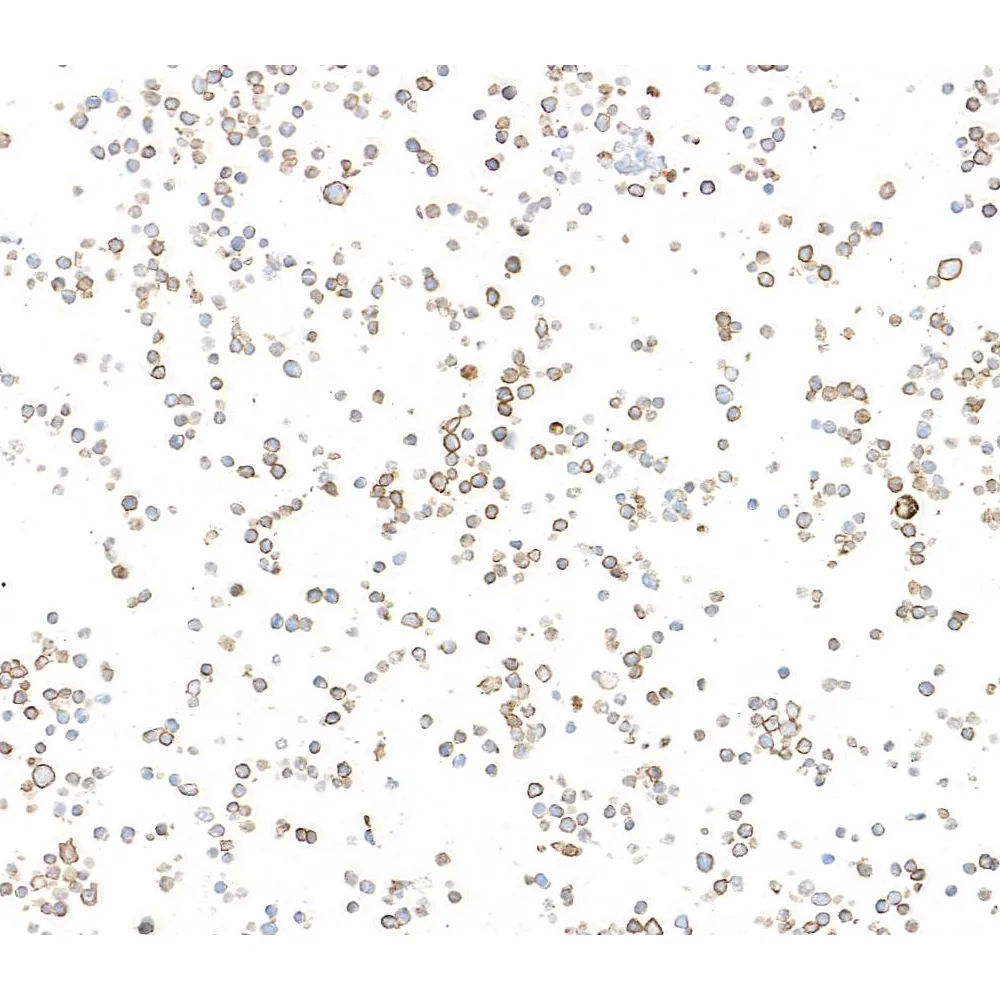 Rabbit anti-Biotin Recombinant Antibody, Fab Fragment [BLR328M]