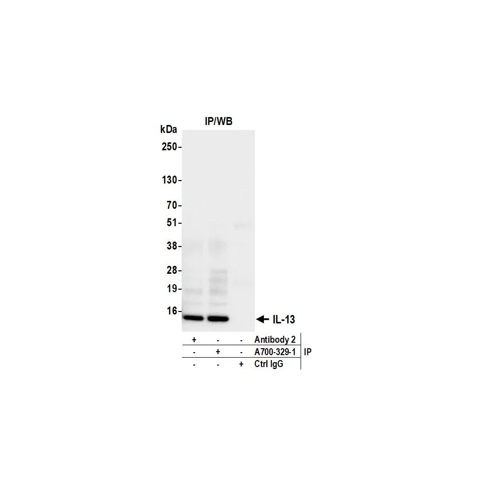 Rabbit anti-IL-13 Recombinant Monoclonal Antibody [BLR329M]