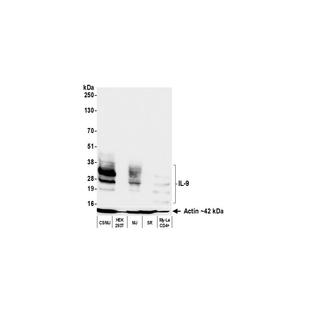 Rabbit anti-IL-9 Recombinant Monoclonal Antibody [BLR331M]