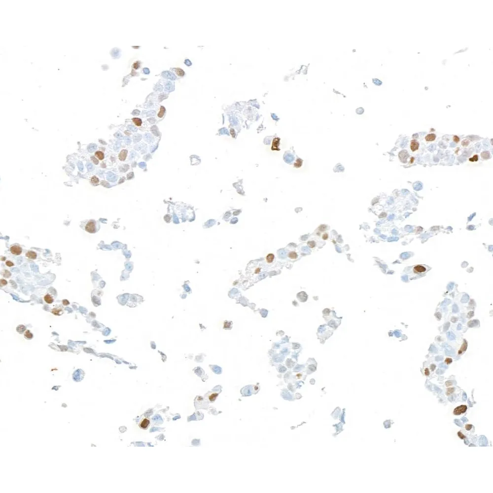 Rabbit anti-p21/CIP1/CDKN1A Recombinant Monoclonal Antibody [BLR337M]