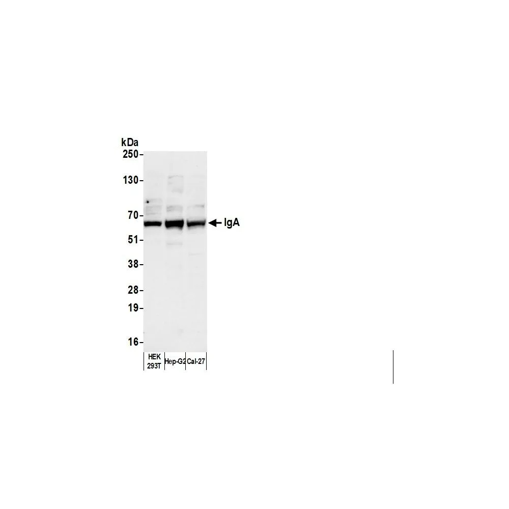 Rabbit anti-Human IgA Antibody DyLight® 488 Conjugated