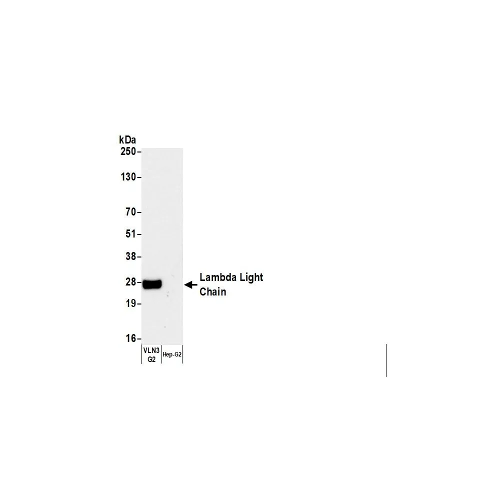 Goat anti-Human Lambda Light Chain Antibody Biotinylated