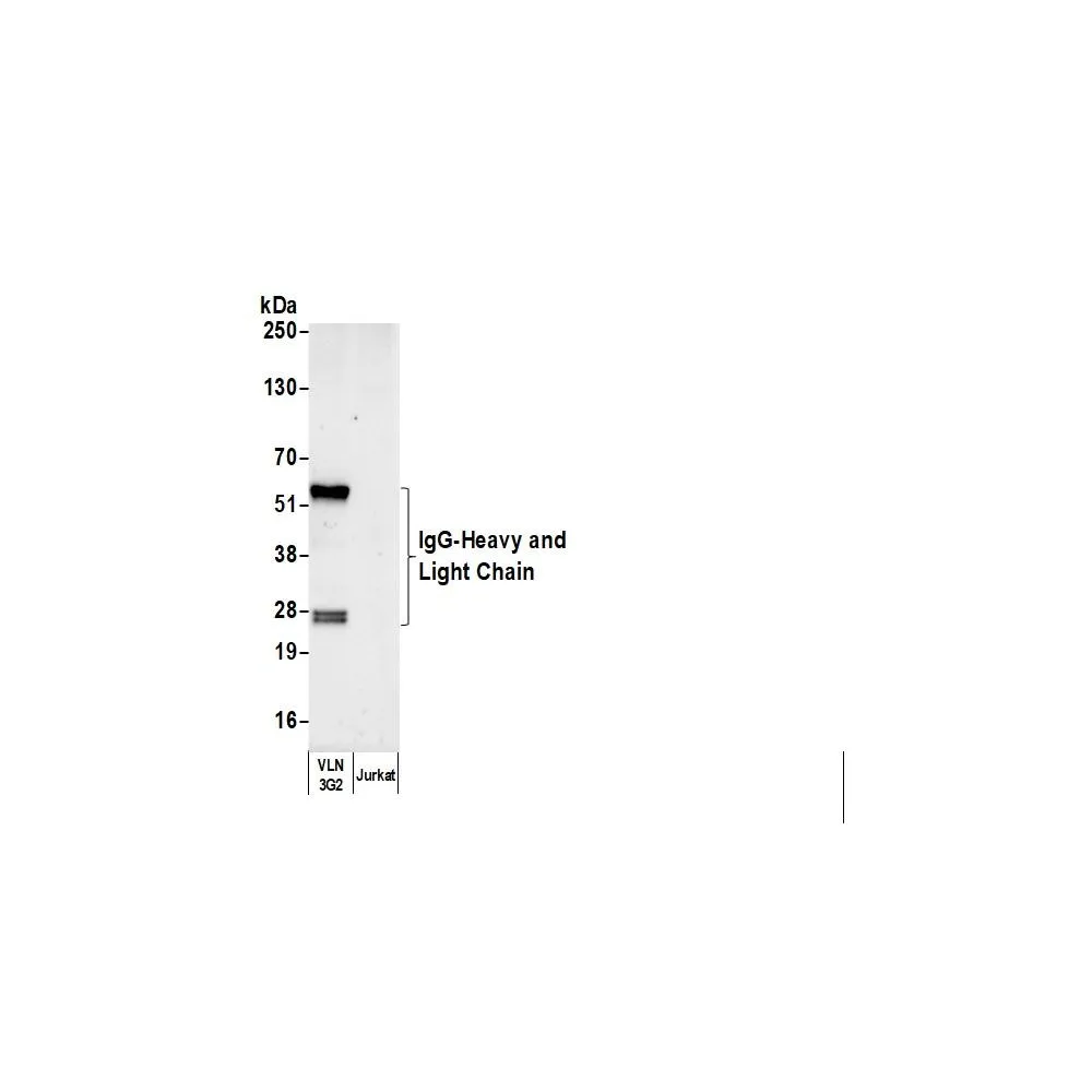 Rabbit anti-Human IgG Heavy and Light Chain Antibody HRP Conjugated
