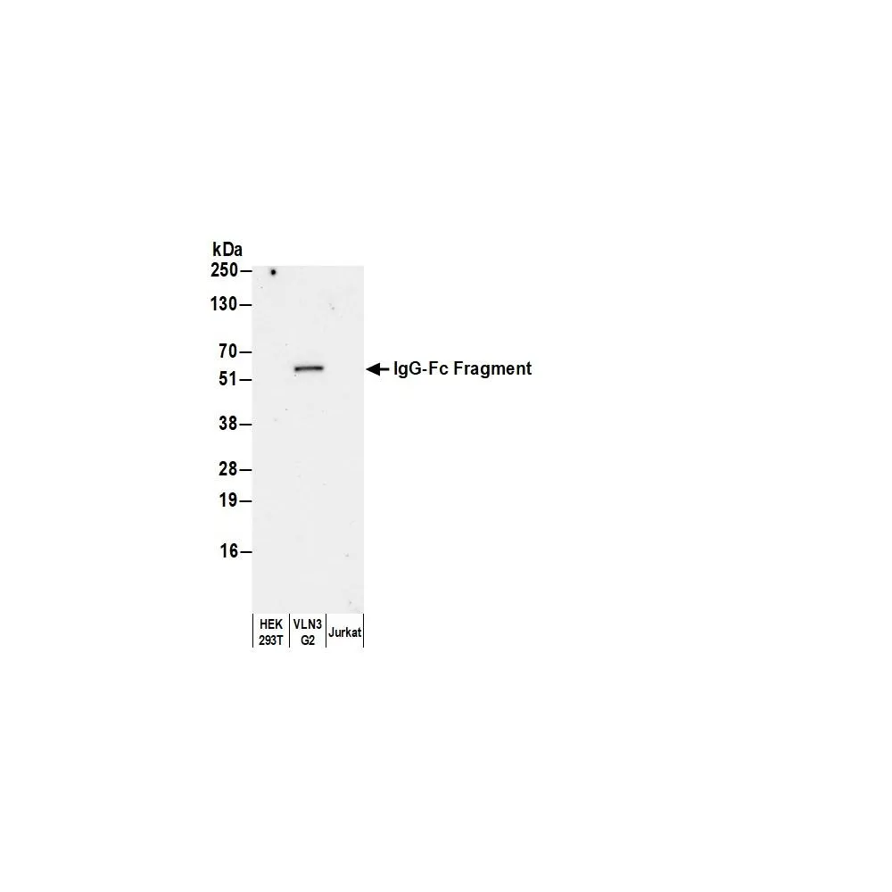 Goat anti-Human IgG-Fc Fragment Cross-Adsorbed Antibody DyLight® 650 Conjugated