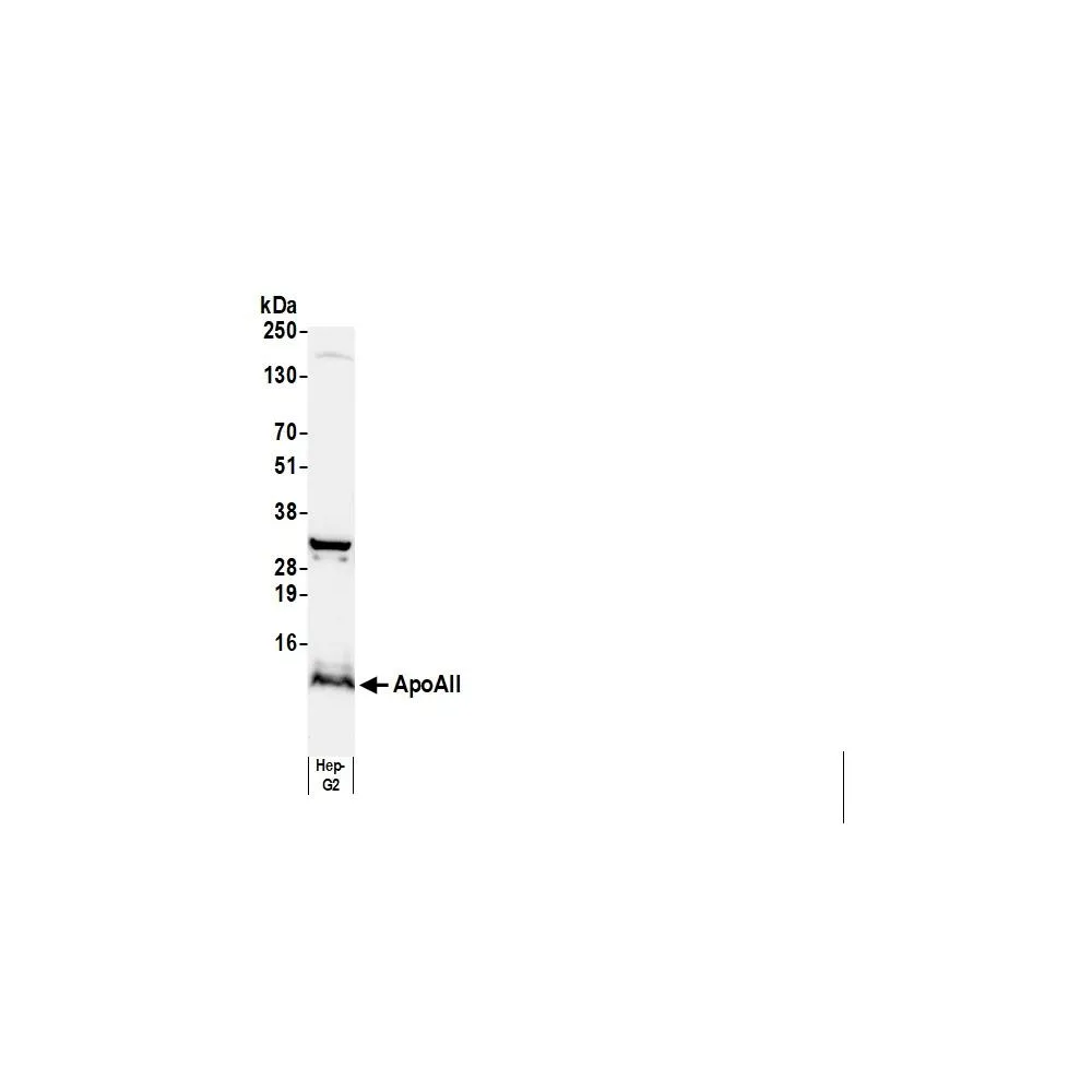Goat anti-Human Apo AII Antibody, Affinity Purified