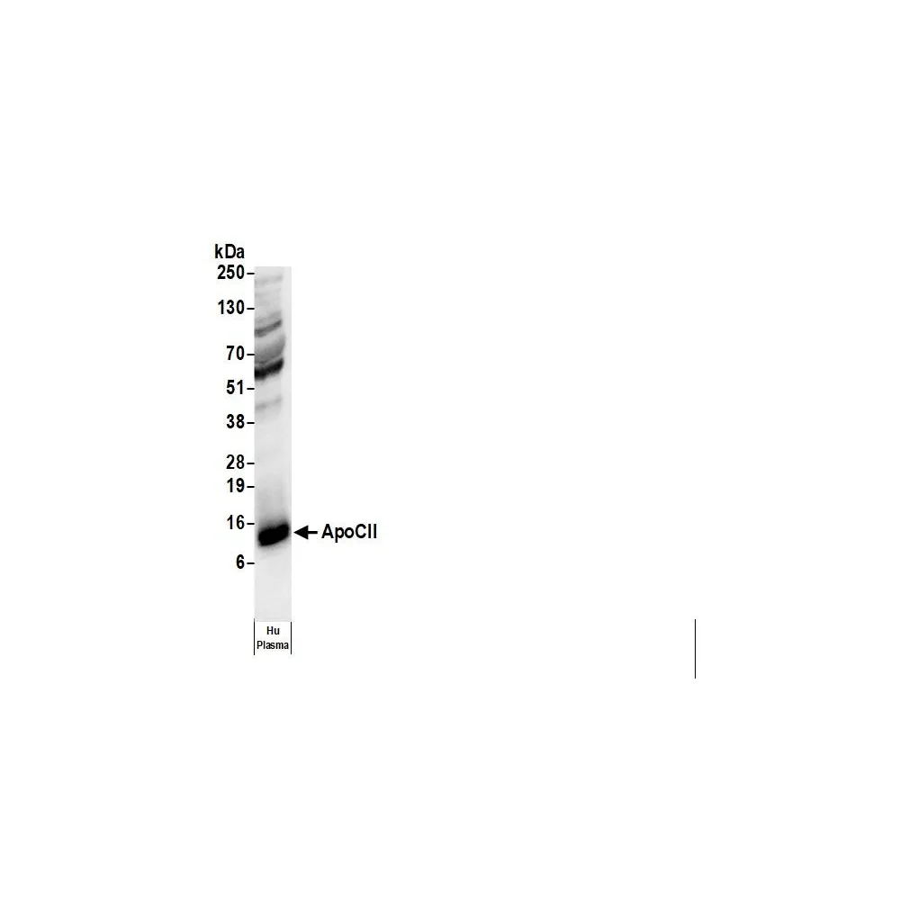 Goat anti-Human Apo CII Antibody Biotin Conjugated