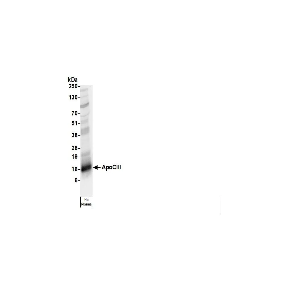 Rabbit anti-Human Apo CIII Antibody, Affinity Purified