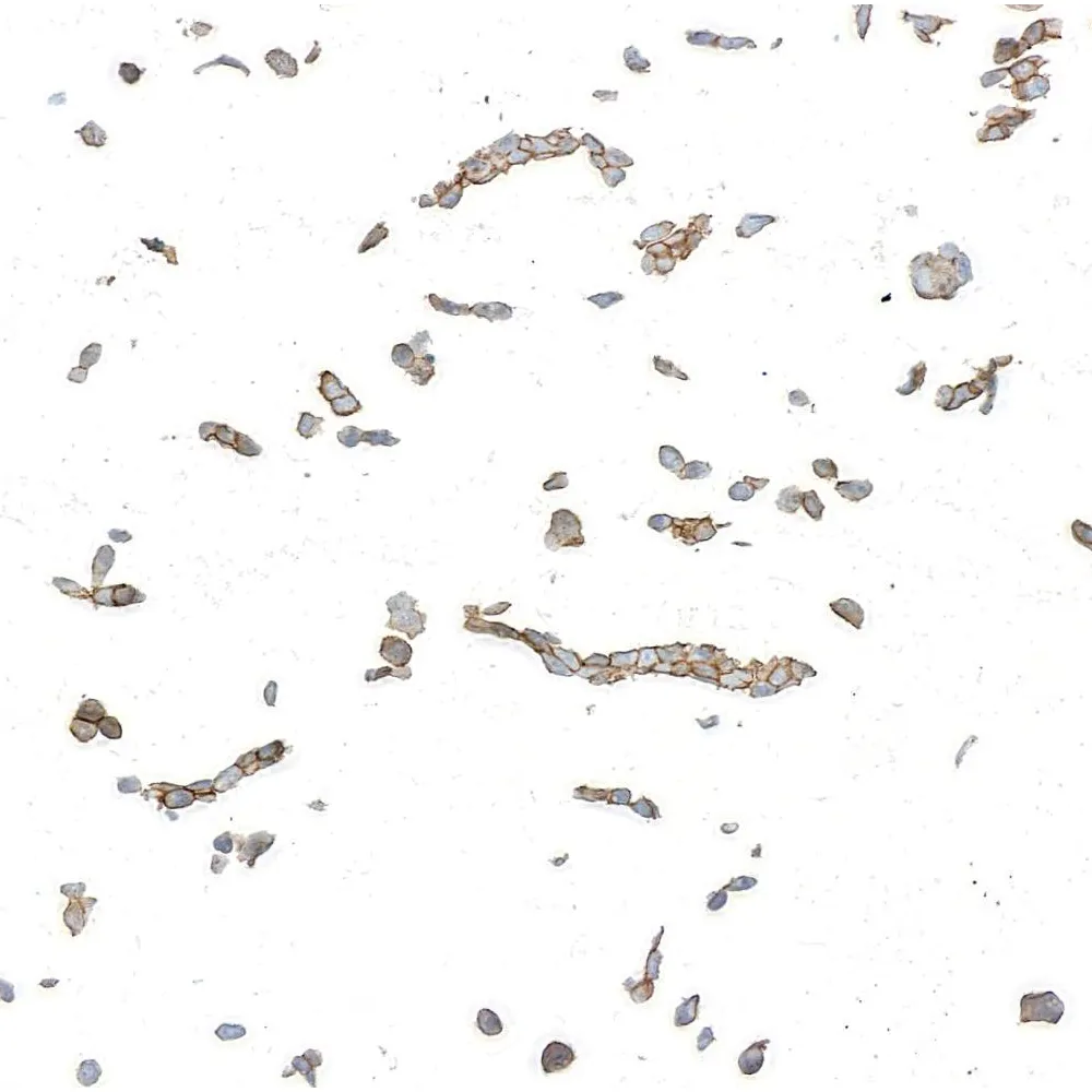 Goat anti-Mouse IgE Heavy Chain Antibody HRP Conjugated