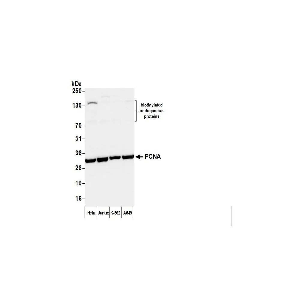 Goat anti-Mouse IgG Heavy and Light Chain Antibody FITC Conjugated