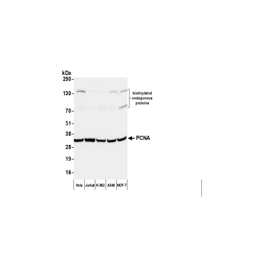 Donkey anti-Mouse IgG Heavy and Light Chain Antibody DyLight® 650 Conjugated