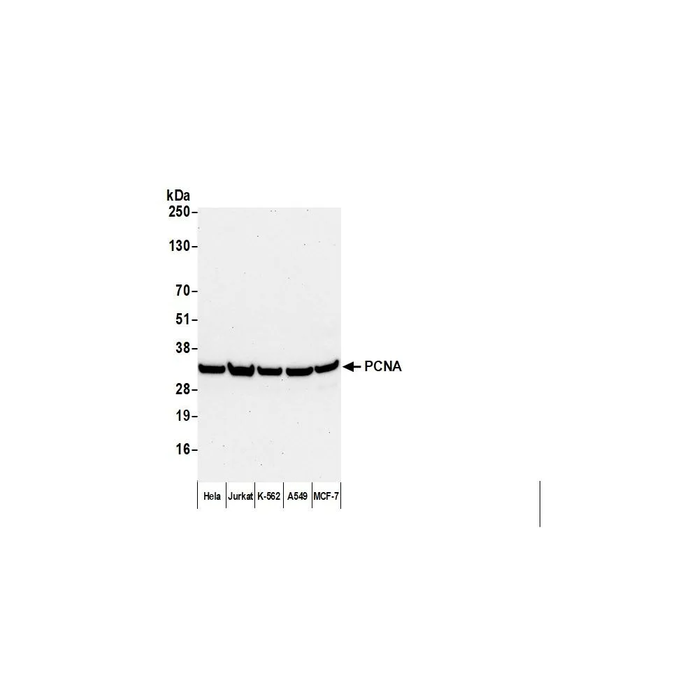 F(ab')2 Goat anti-Mouse IgG Heavy and Light Chain Antibody R-Phycoerythrin Conjugated