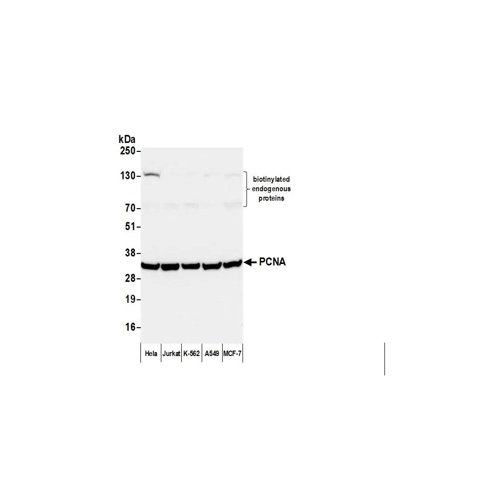 Sheep anti-Mouse IgG Heavy and Light Chain Antibody FITC Conjugated