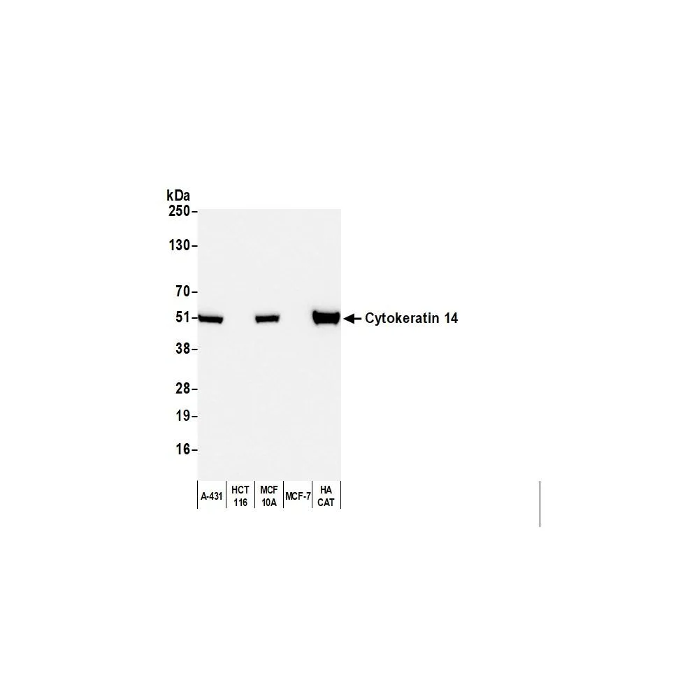 Goat anti-Mouse IgG3 Cross-Adsorbed Antibody Affinity Purified