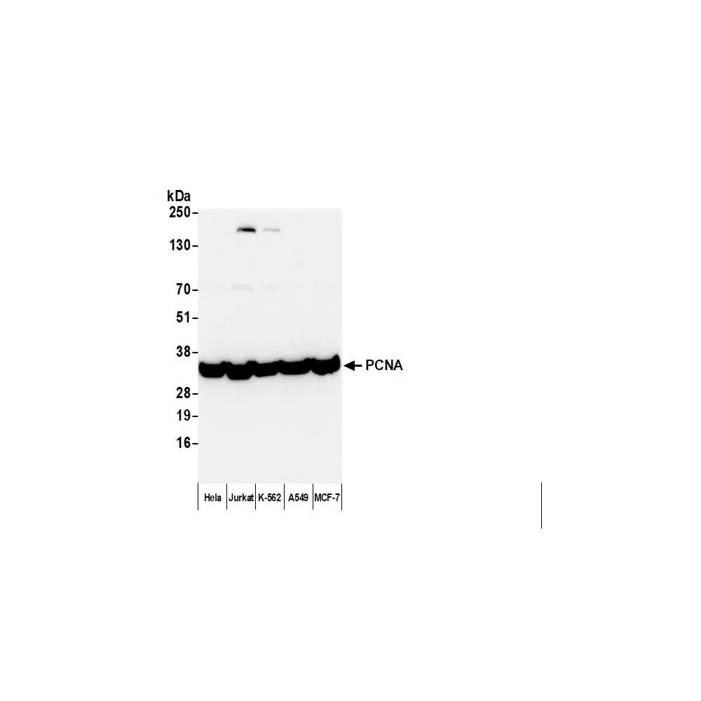 Rabbit anti-Mouse IgG Heavy and Light Chain Cross-Adsorbed Antibody Affinity Purified