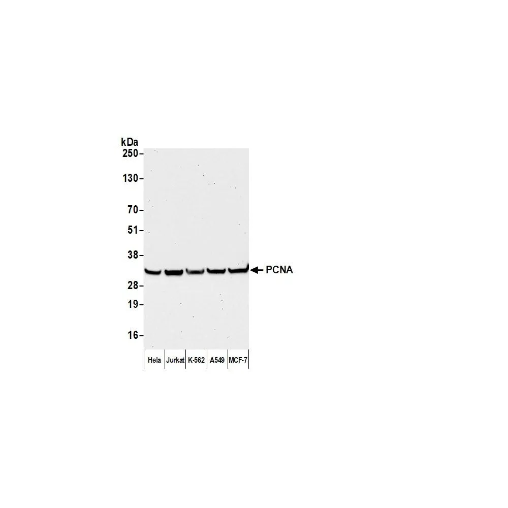 Goat anti-Mouse IgG Heavy and Light Chain Human-Adsorbed Antibody Affinity Purified