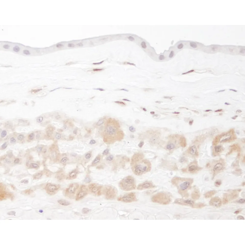 Rabbit anti-PBEF IHC Antibody, Affinity Purified