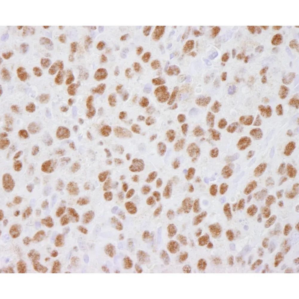 Rabbit anti-USP7 IHC Antibody, Affinity Purified