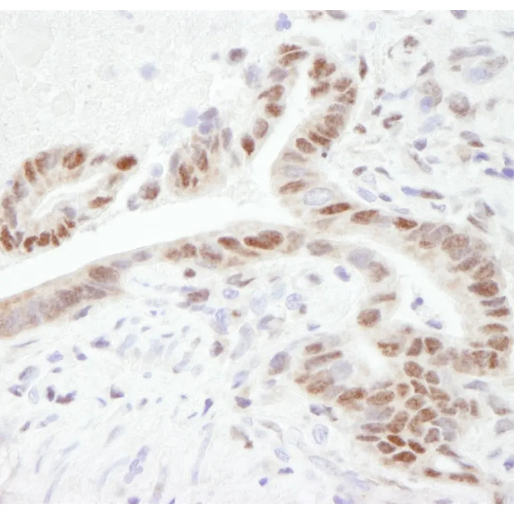 Rabbit anti-PGC-1 IHC Antibody, Affinity Purified