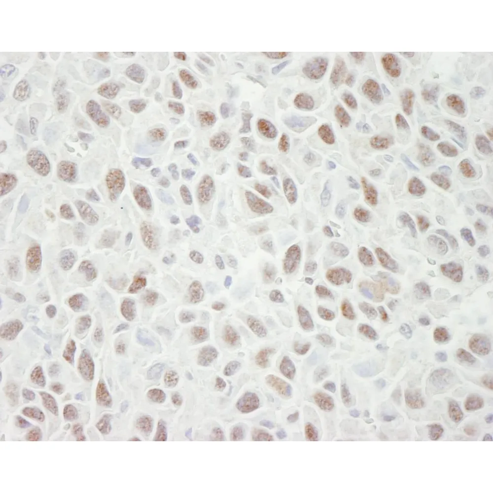 Rabbit anti-MCM4 IHC Antibody, Affinity Purified