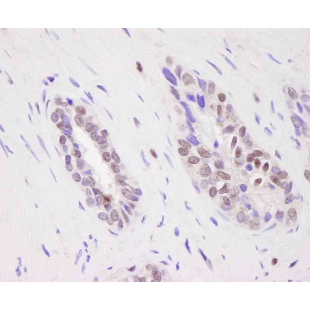 Rabbit anti-CARM1 IHC Antibody, Affinity Purified
