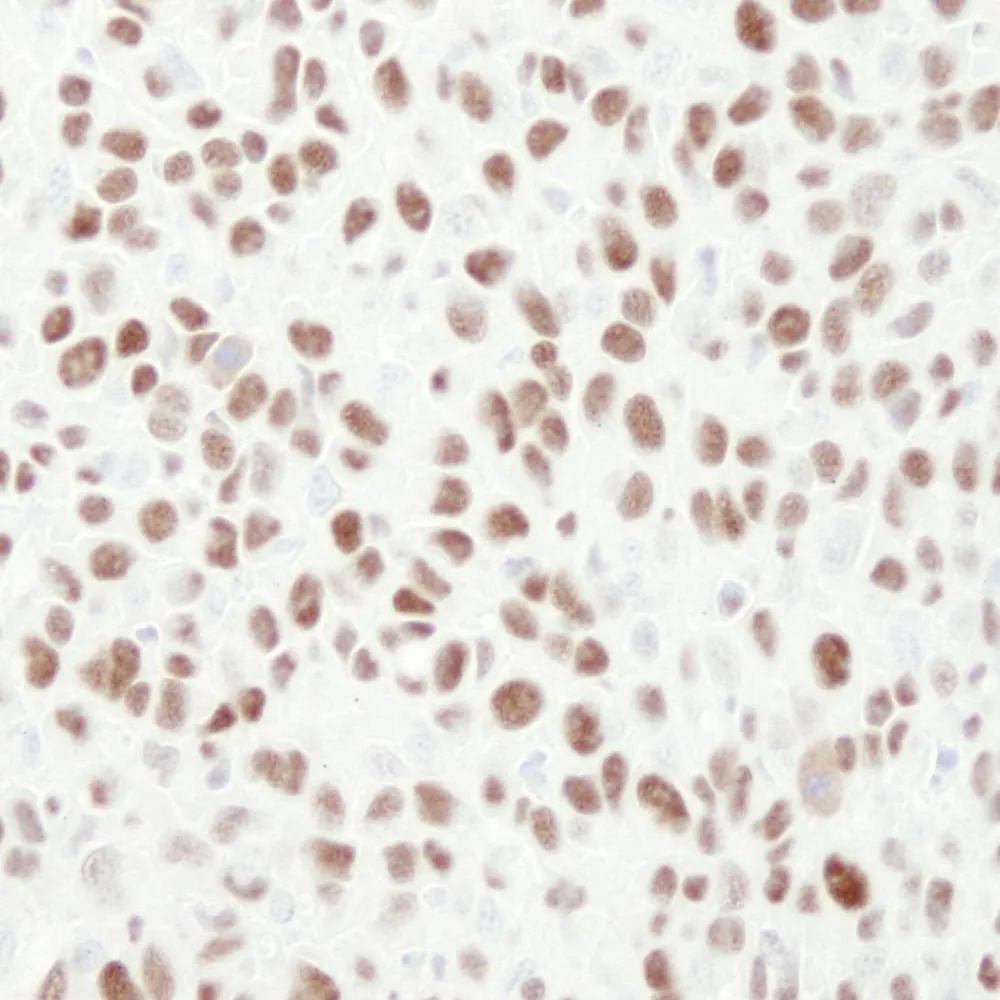 Rabbit anti-MCM6 IHC Antibody, Affinity Purified
