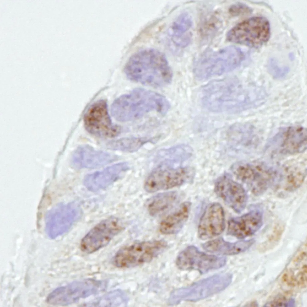 Rabbit anti-REA IHC Antibody, Affinity Purified