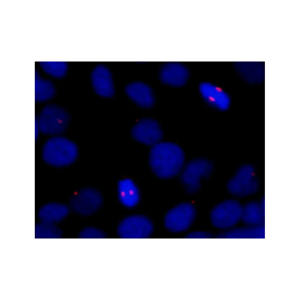 Rabbit anti-CDK5RAP2 IHC Antibody, Affinity Purified