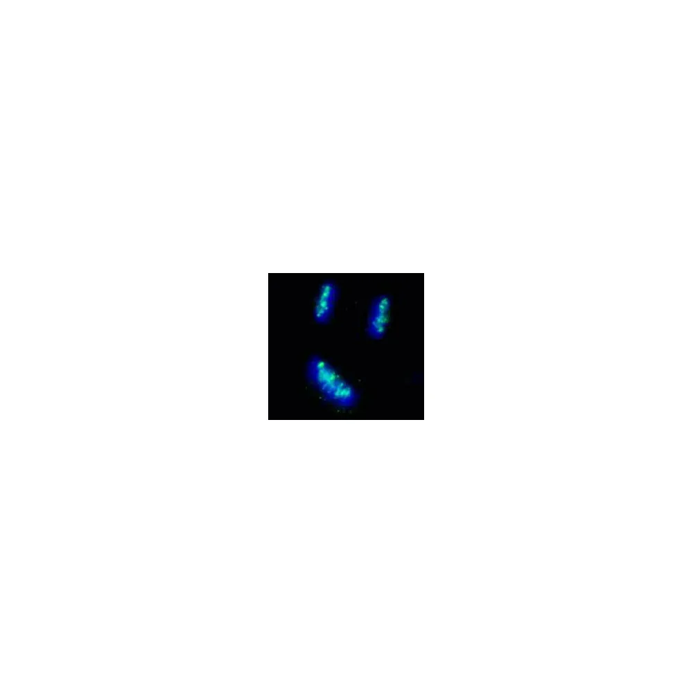 Rabbit anti-CENP-B IHC Antibody, Affinity Purified
