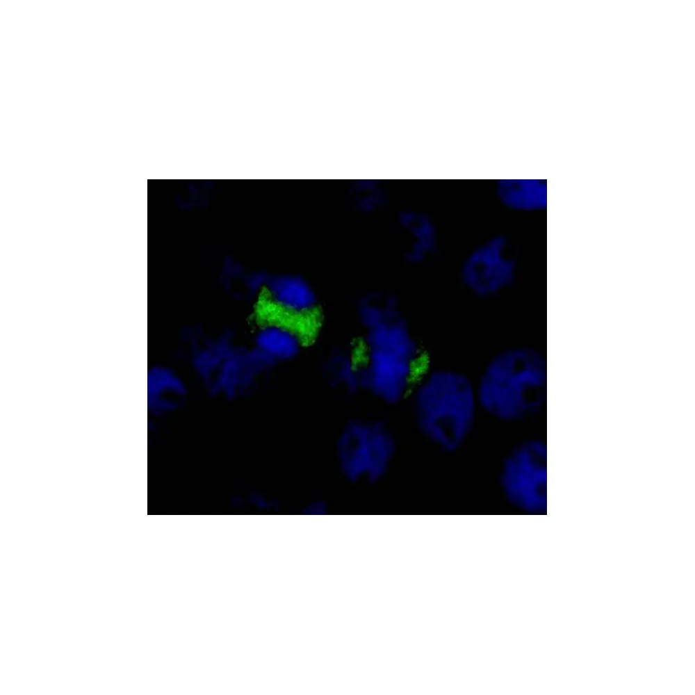 Rabbit anti-CENP-F/Mitosin IHC Antibody, Affinity Purified