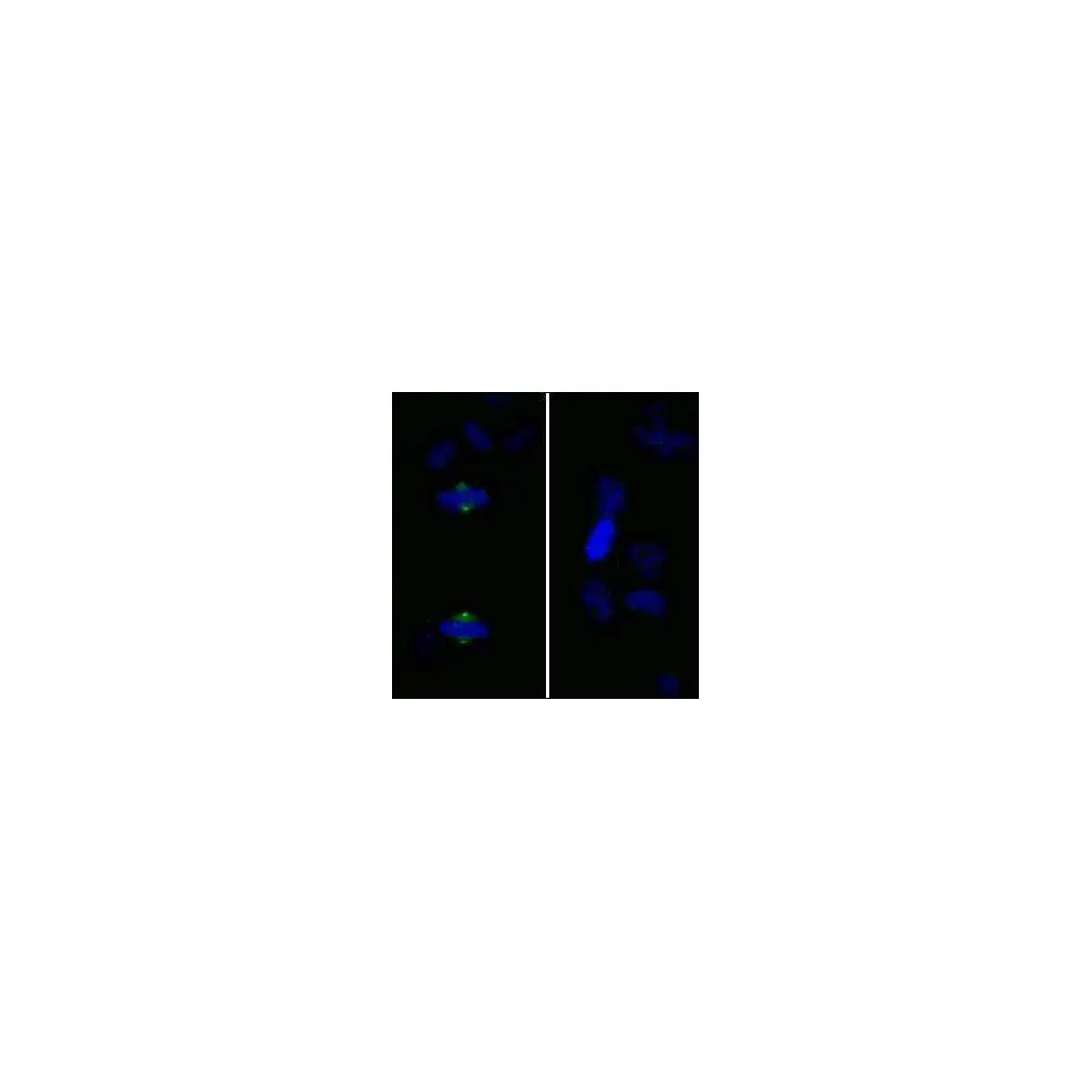 Rabbit anti-Phospho Aurora A (T288) IHC Antibody, Affinity Purified