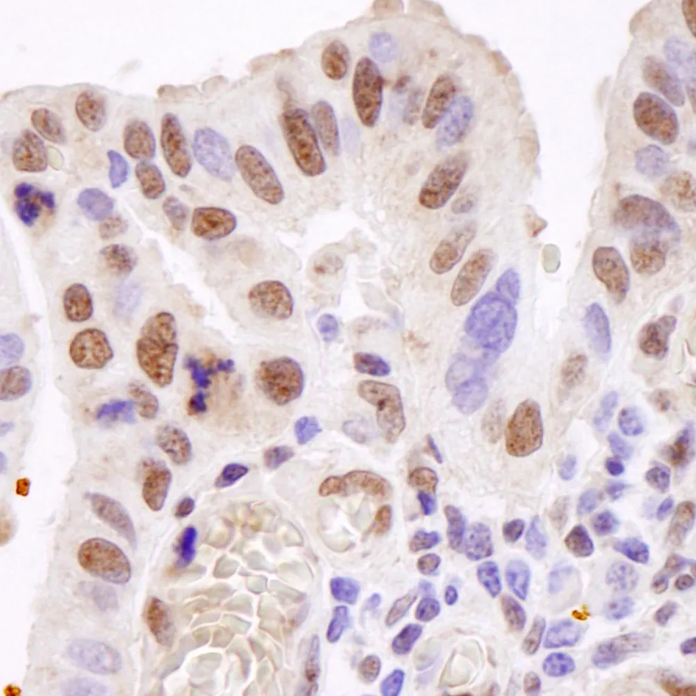 Rabbit anti-TAFII68 IHC Antibody, Affinity Purified