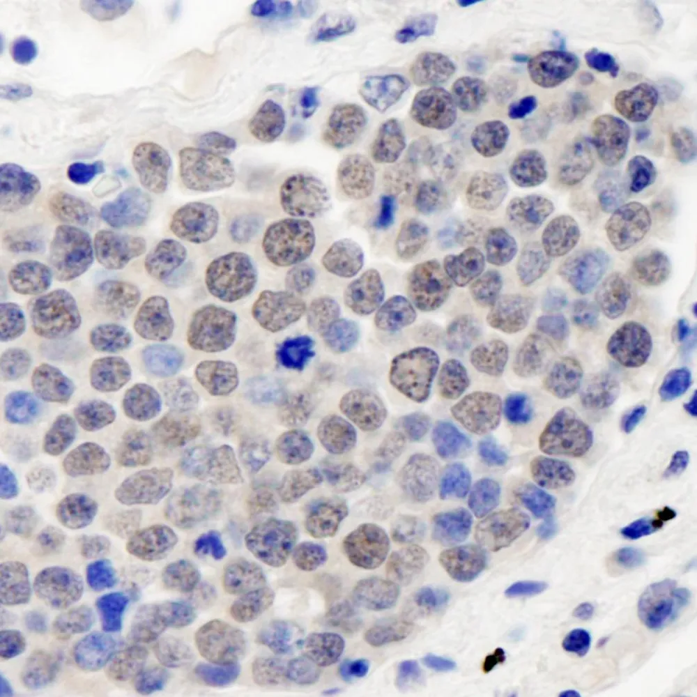 Rabbit anti-CSN3 IHC Antibody, Affinity Purified