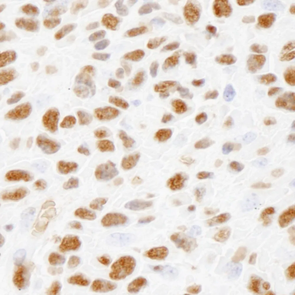 Rabbit anti-Phospho XRCC1 (S485/T488) IHC Antibody, Affinity Purified