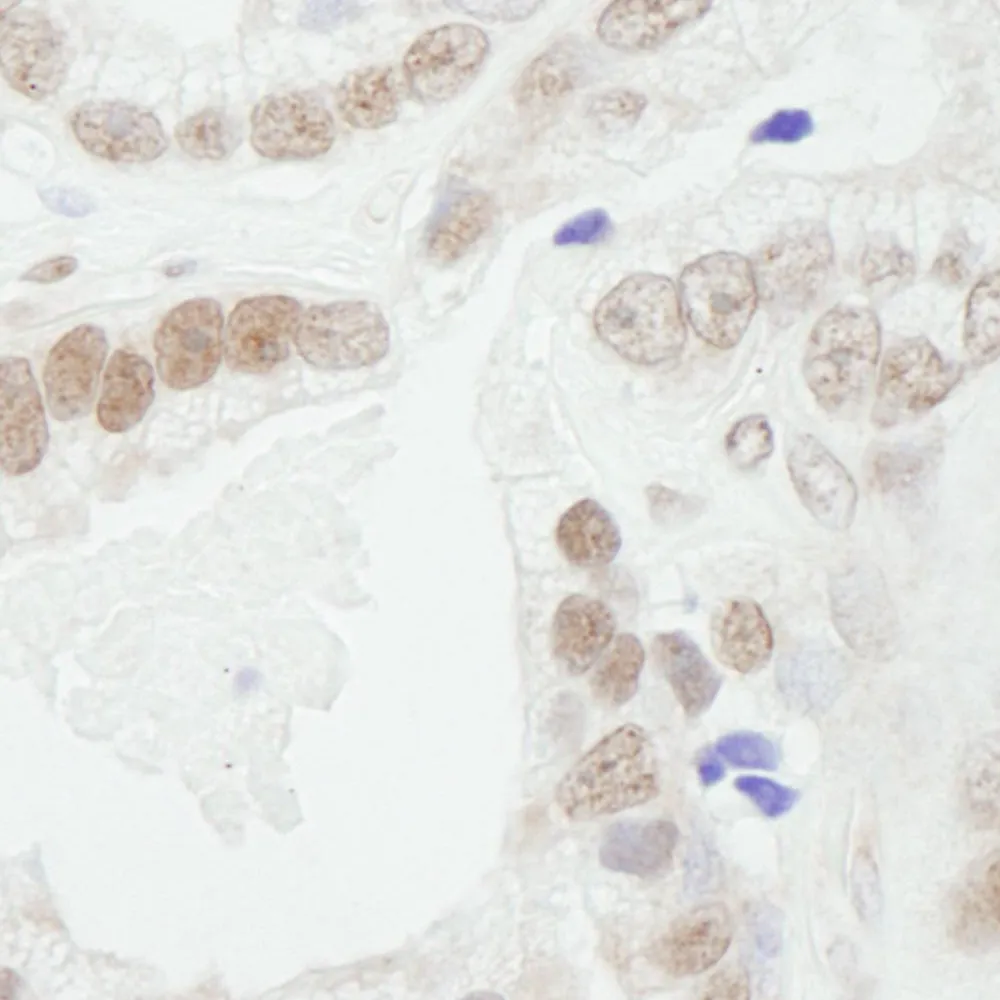 Rabbit anti-Bub3 IHC Antibody, Affinity Purified