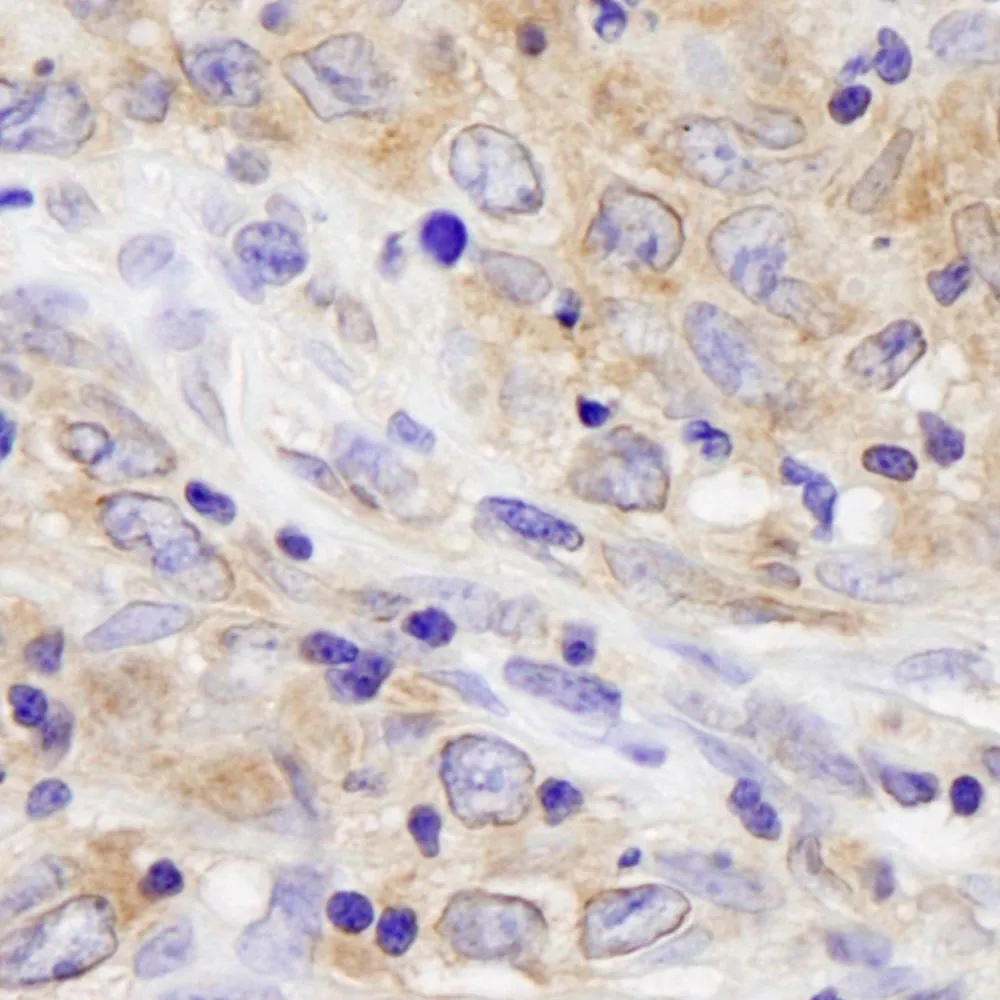 Rabbit anti-BIRC6/Apollon IHC Antibody, Affinity Purified