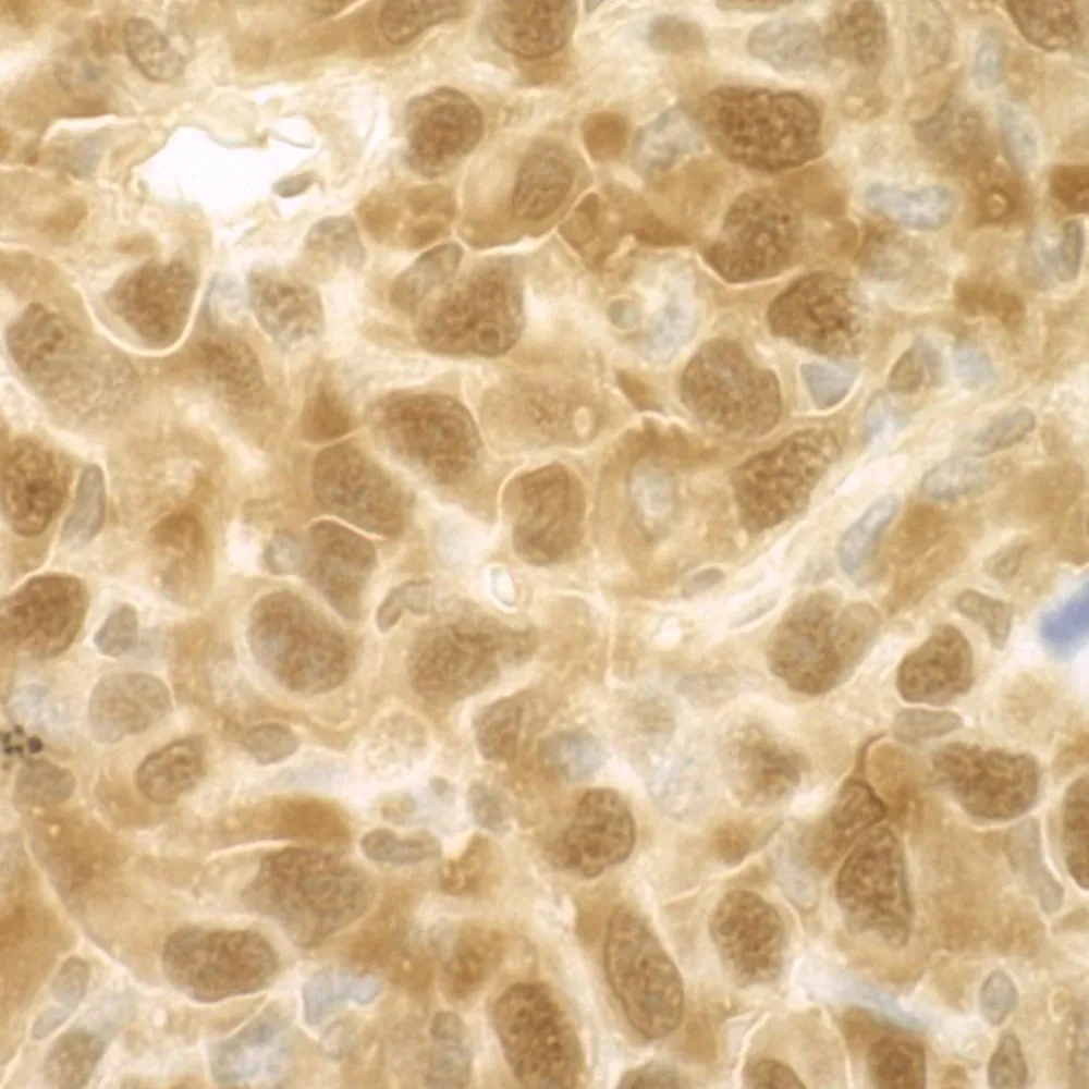 Rabbit anti-4EBP1 IHC Antibody, Affinity Purified