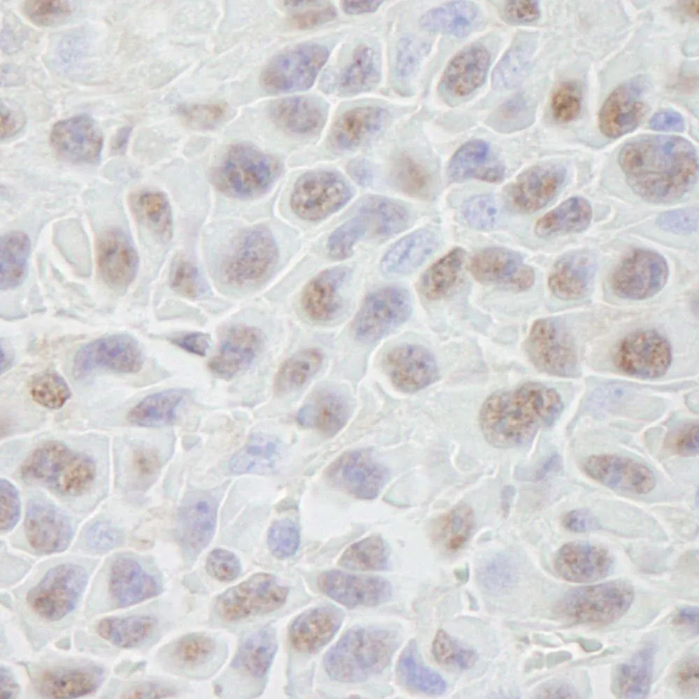 Rabbit anti-CRM1 IHC Antibody, Affinity Purified