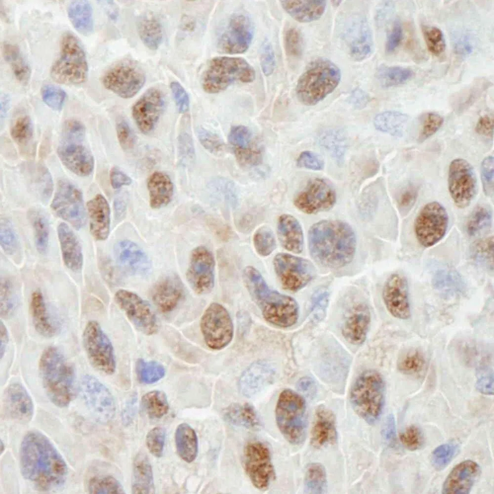 Rabbit anti-Cul4a IHC Antibody, Affinity Purified