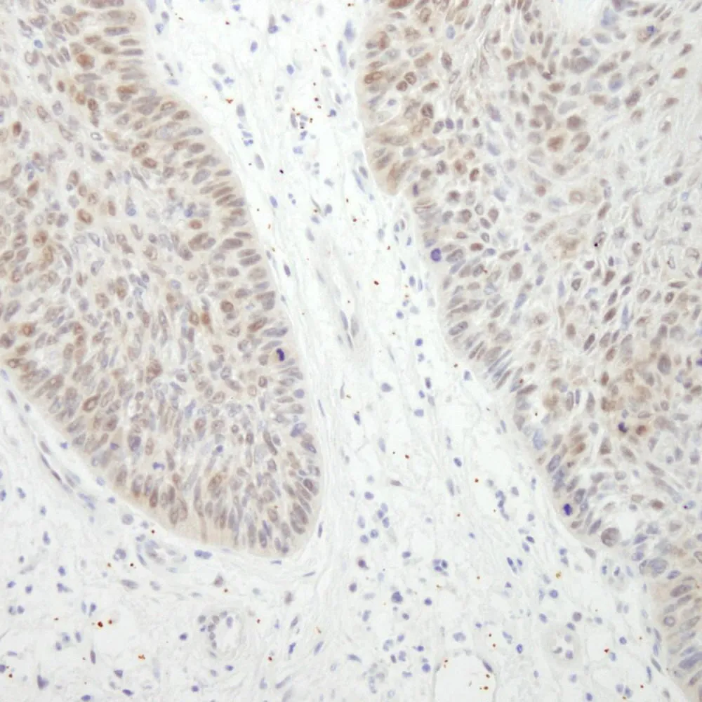 Rabbit anti-DDX21 IHC Antibody, Affinity Purified