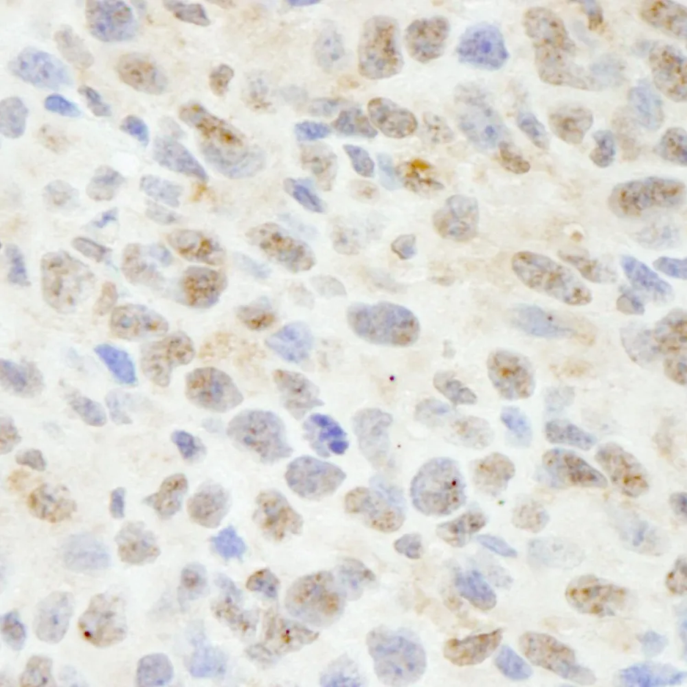 Rabbit anti-Sin1 IHC Antibody, Affinity Purified
